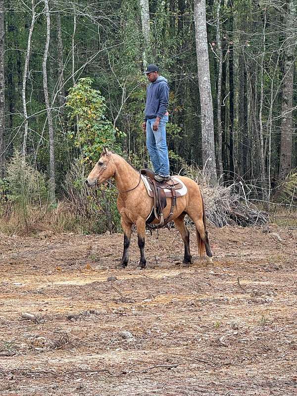 buckskin-near-hind-sock-star-horse