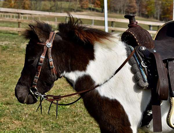 miniature-pony