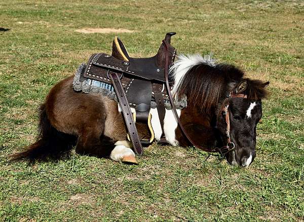 black-white-pony