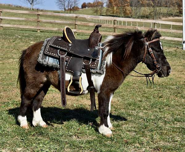 pinto-black-white-pony