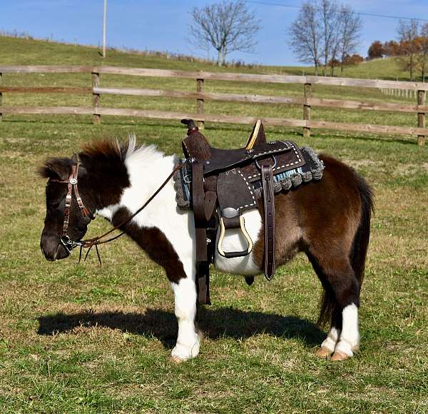 trick-trained-miniature-pony