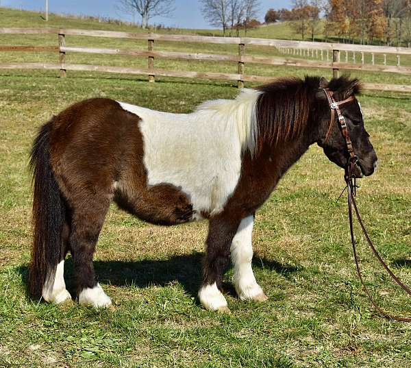 driving-pony-miniature