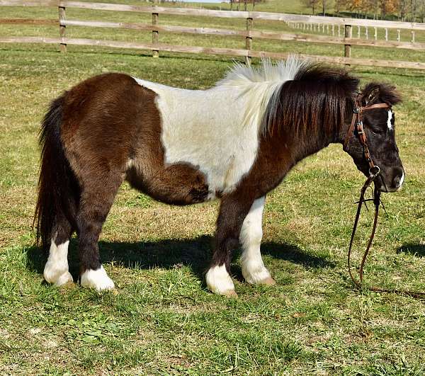 kid-safe-miniature-pony