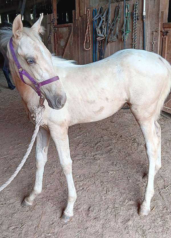 champagne-palomino-palomino-tennessee-walking-filly