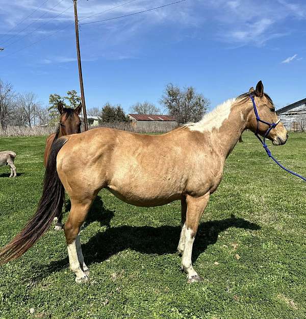 kid-safe-stallion-paint-palomino-horse