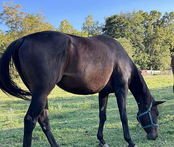 wv-thoroughbred-horse