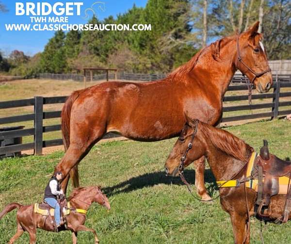 confidence-booster-tennessee-walking-horse