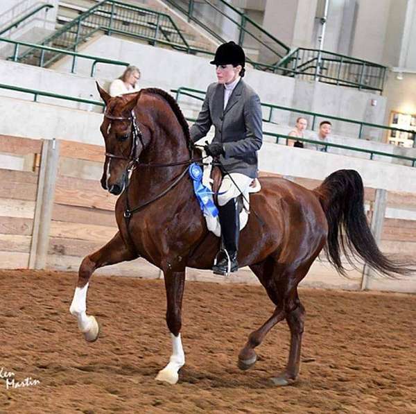 dressage-hunter-half-arabian-horse