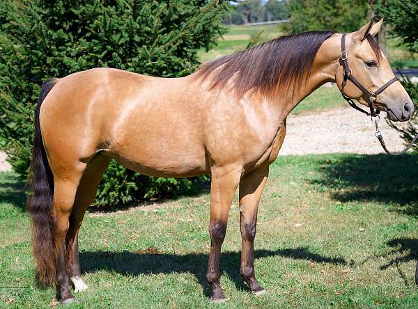 all-around-half-arabian-horse