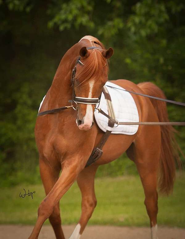 all-around-arabian-horse