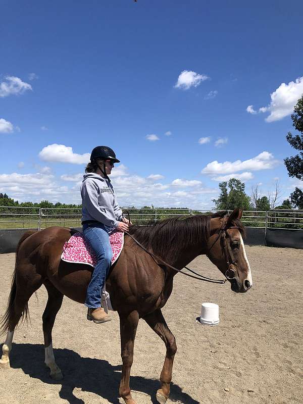 trail-riding-thoroughbred-horse