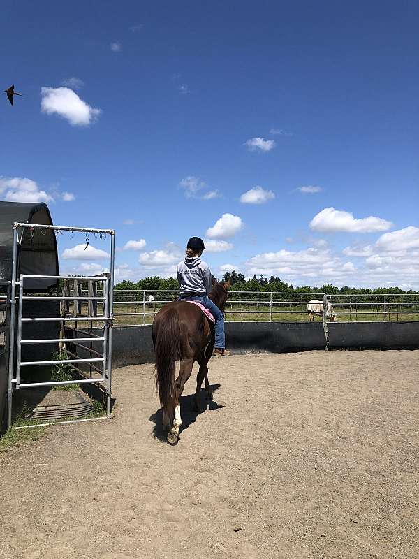 chestnut-thoroughbred-gelding