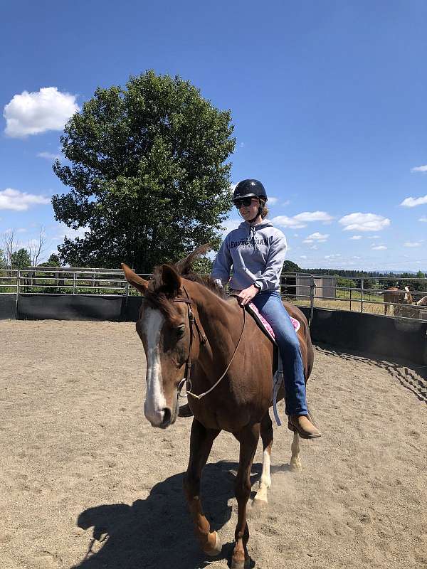 chestnut-trail-riding-horse