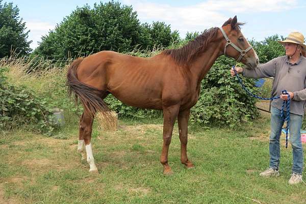 chestnut-jc-gelding