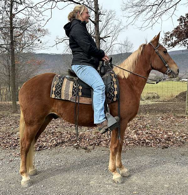 very-sweet-natured-tennessee-walking-horse