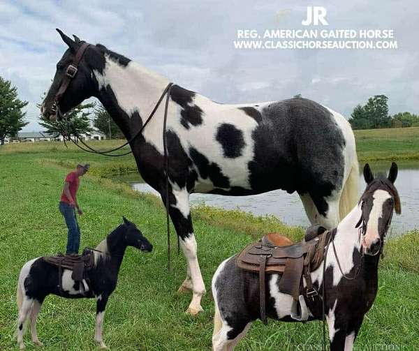 age-tennessee-walking-horse