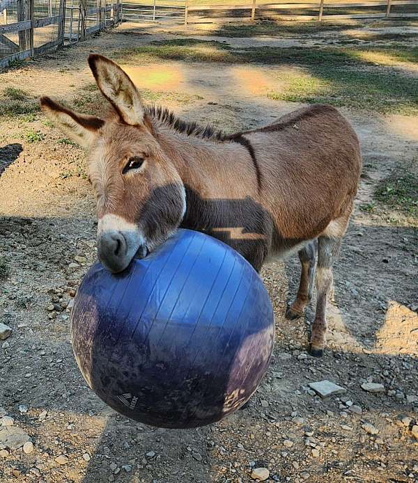 3-hand-brown-horse