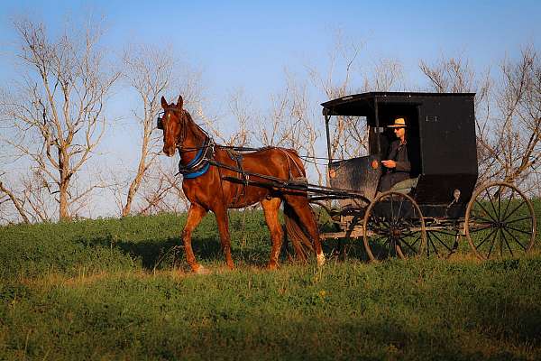 all-around-saddlebred-horse