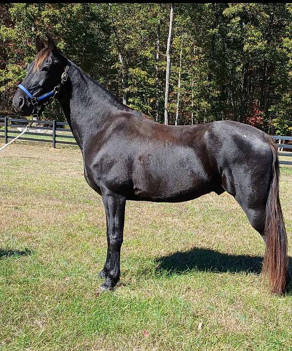 beginner-tennessee-walking-horse