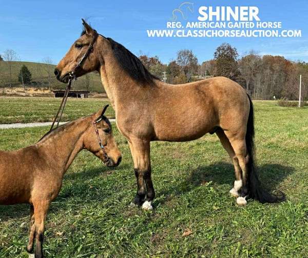 shiner-tennessee-walking-horse