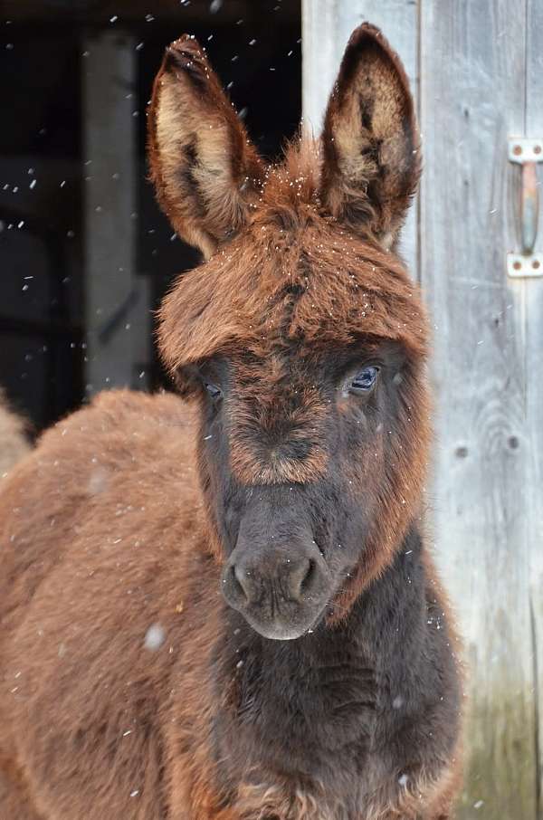 mini-donkey-foal