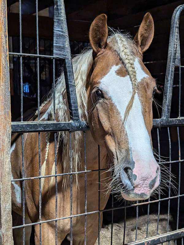 lease-gypsy-vanner-horse