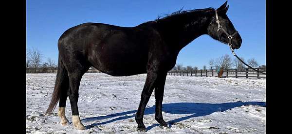 breeding-hanoverian-oldenburg-horse