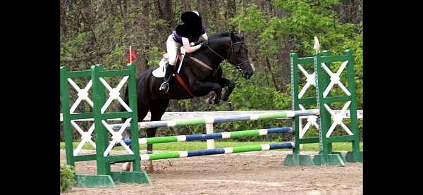 black-white-snip-two-hind-socks-horse