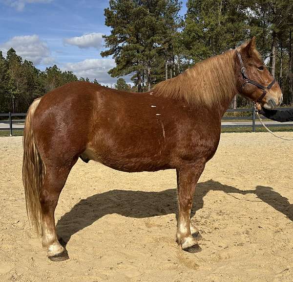 sorrel-belgian-gelding