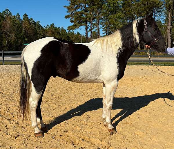 pinto-quarter-horse-gelding