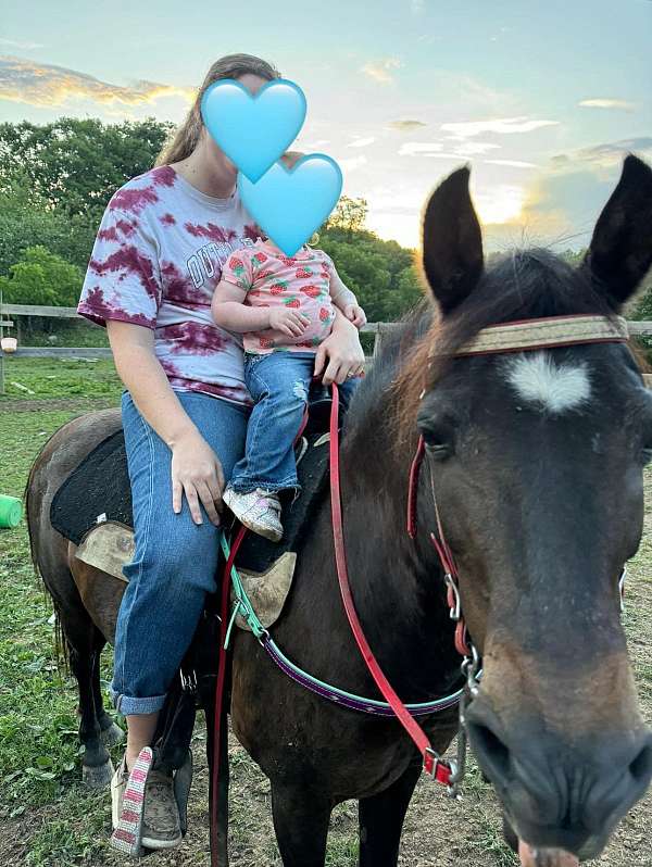 all-standardbred-pony