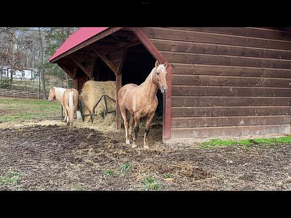 all-tennessee-walking-horse