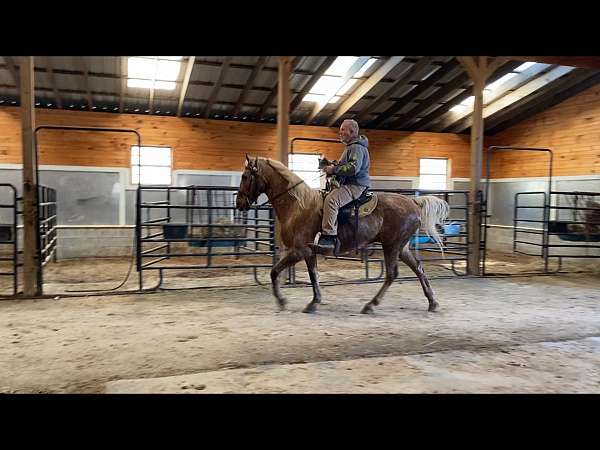 back-tennessee-walking-horse