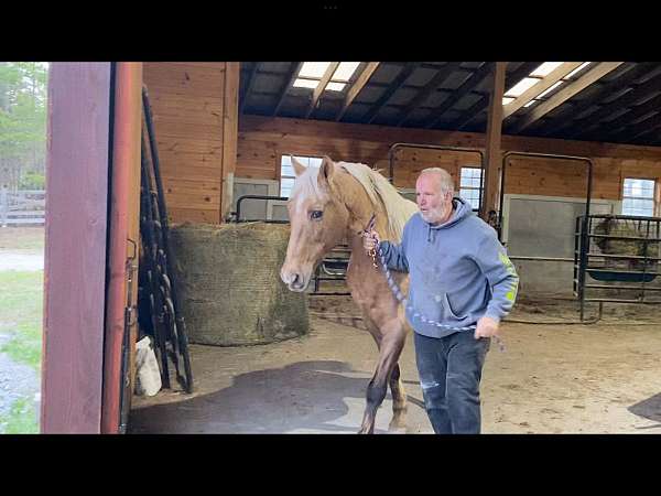 beginner-safe-tennessee-walking-horse