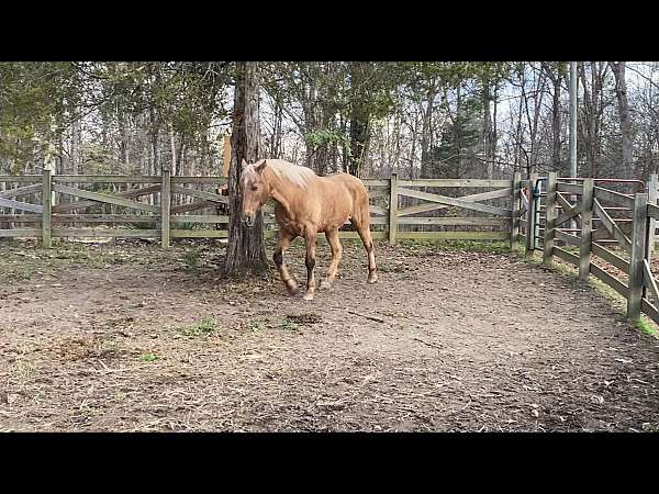 beginner-safe-kid-pony-tennessee-walking-horse