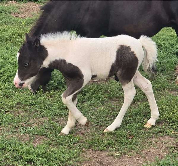 miniature-colt