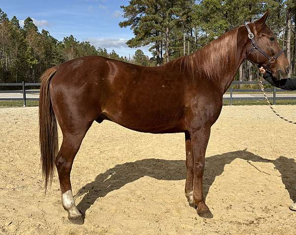 sorrel-cross-harness-horse