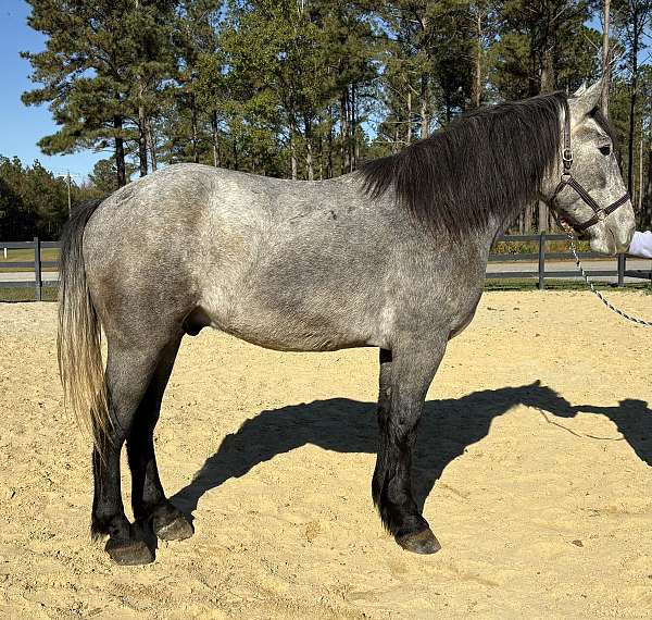 grey-percheron-gelding