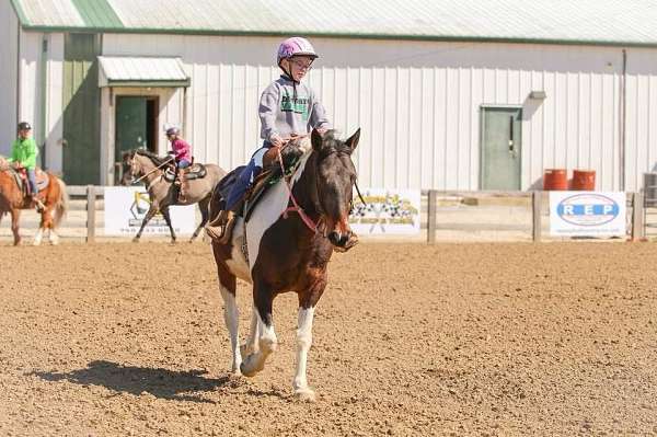 age-pinto-horse