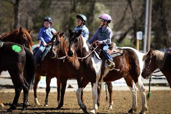 confidence-pinto-horse