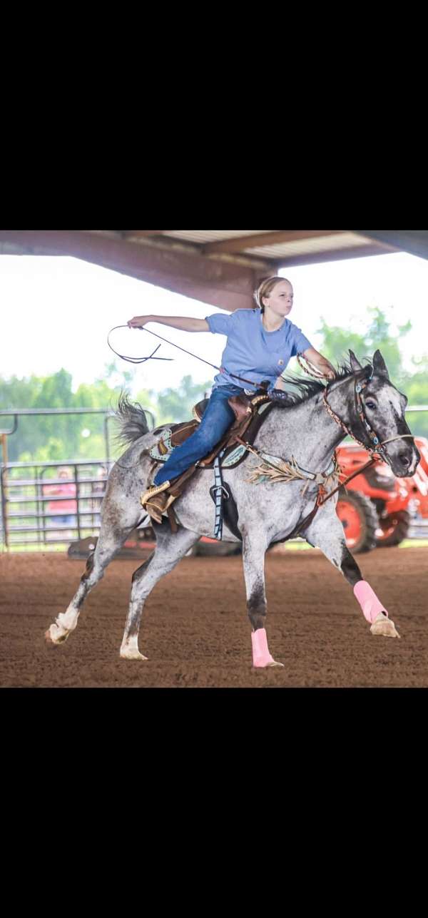 appaloosa-gelding