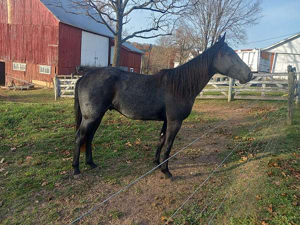 blue-roan-friesian-quarter-cross-gelding-friesian-horse