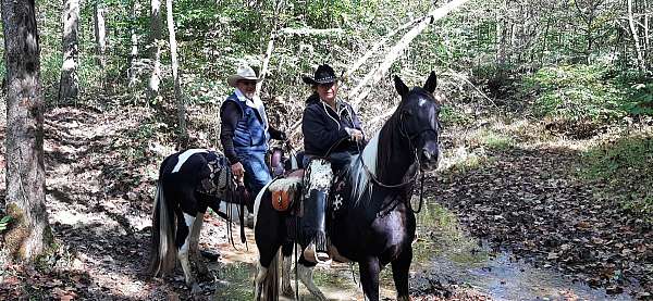 tennessee-walking-horse-for-sale