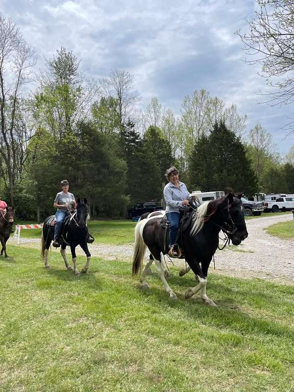 tennessee-walking-horse