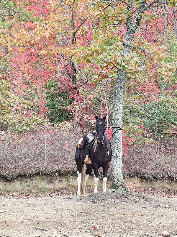 show-trail-horse