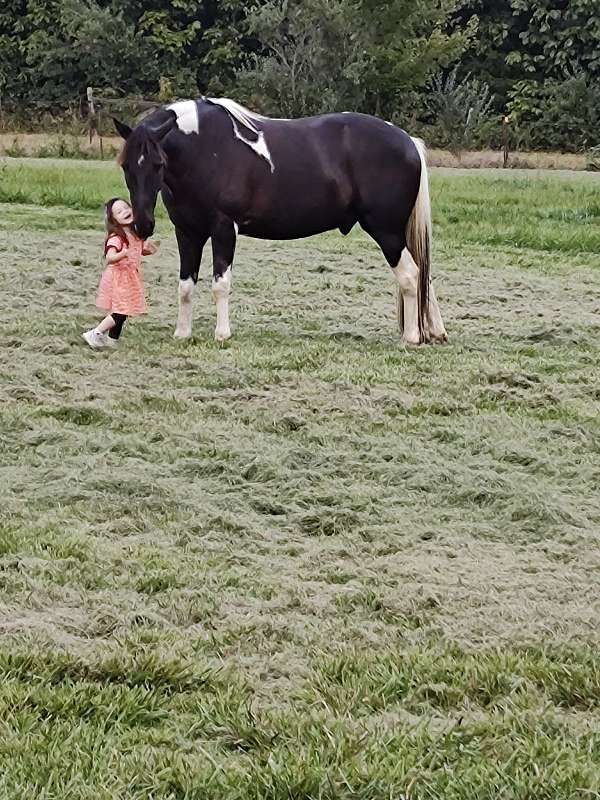 tennessee-walking-gelding