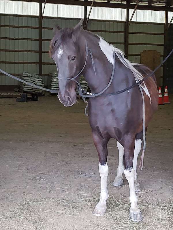 gait-tennessee-walking-horse