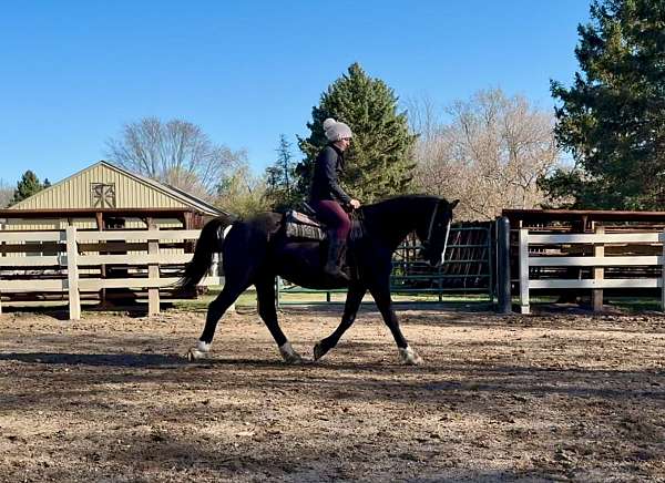 therapy-canadian-horse