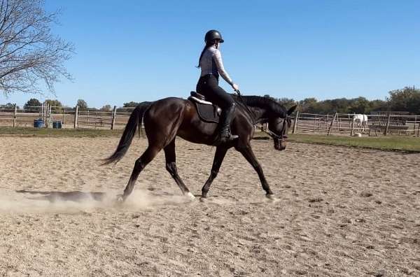 thoroughbred-gelding