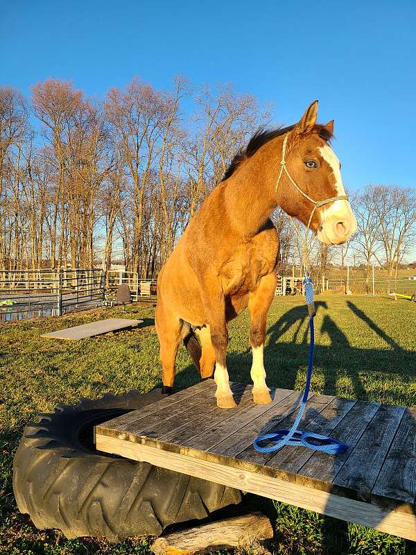 dun-w-blk-points-therapy-horse